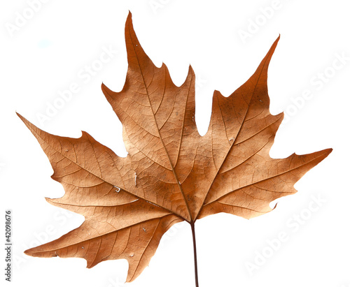 Photo: Dead leaf Dead leaf