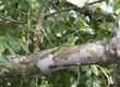 Baselisk lizzard on a branch