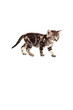 Kleine Katze