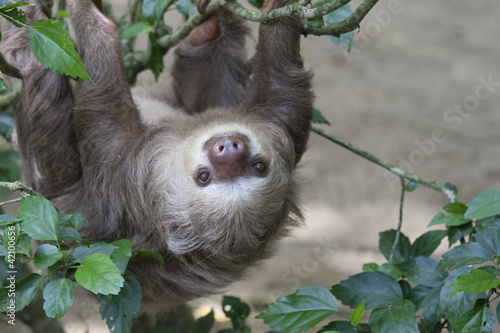 Photo: Two toed sloth hanging in tree Two toed sloth hanging in tree