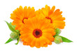 Calendula flower isolated