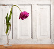 Wilted tulip