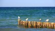 Möwen auf Buhnen an der Ostseeküste