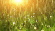 Blurred grass background with water drops.