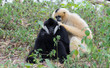 Gibbon
