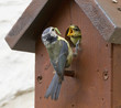 Cyanistes caeruleus - Mésange bleue - Blue Tit