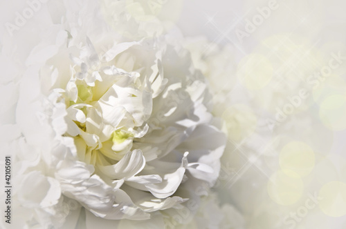 Photo: Pivoine blanche Pivoine blanche