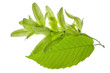 Hainbuche Buche