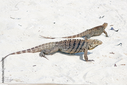 Photo: Cyclura nubila, Cuban rock iguana, or Cuban iguana Cyclura nubila, Cuban rock iguana, or Cuban iguana