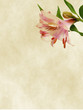 Alstroemeria lilly flowers textured