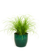 Cat grass