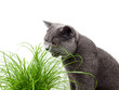 Cat grass