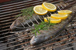 Grillen - 008 - Forelle