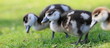 Nilgänse-9133b1