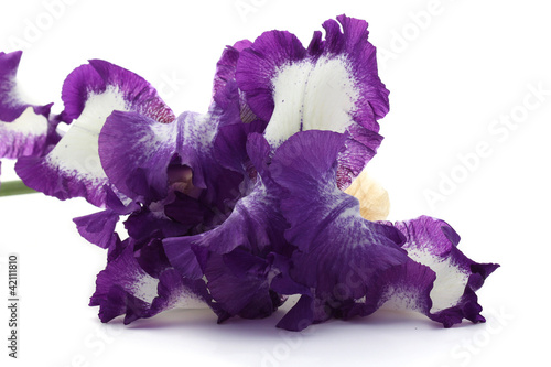 Photo: Iris Iris