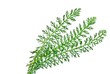 Schafgarben-Blätter (freigestellt)