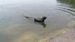 Training a dog
