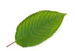 Kirschbaum-Blatt (freigestellt)