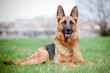 german shepherd dog lying on grass