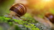 Video: snail closeup in rays of sun crawling on bark of tree. snail closeup in rays of sun crawling on bark of tree.