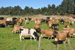 Foto: cow in new zealand cow in new zealand