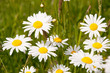Wiesenblumen
