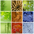 floraler hintergrund