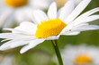 Margeriten-Blüte