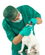 Visita ai denti del cane