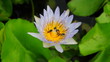lotus and bees