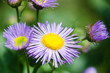 blue flower
