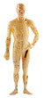 mannequin d'acupuncture chinoise