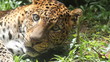 Vídeo: leopard, dream leopard, dream