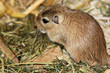 Mongolische Wuestenrennmaus (Meriones)