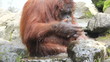 Video: orangutan orangutan