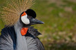 Grauer Kronenkranich (Balearica regulorum gibbericeps)