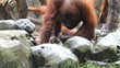 Video: orangutan orangutan