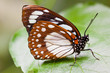 Photo: Waldkönigin (Euxanthe eurinome) Waldkönigin (Euxanthe eurinome)