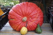 Kürbis rot