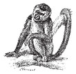 Squirrel Monkey or Saimiri sp., vintage engraving