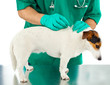 Pipetta di antiparassitario per cani