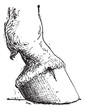 Vektor: Horse Hoof, vintage engraving Horse Hoof, vintage engraving