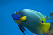 reef fish