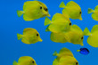 Yellow Tang