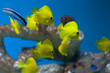 Yellow Tang
