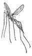 Vektor: Crane fly or mosquito hawk, vintage engraving. Crane fly or mosquito hawk, vintage engraving.