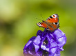 Inachis Io butterfly