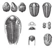 Vector: Trilobites, vintage engraving. Trilobites, vintage engraving.