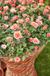 Garden rose bouqet
