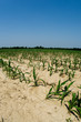Photo: Drought conditions in Illinois corn field Drought conditions in Illinois corn field